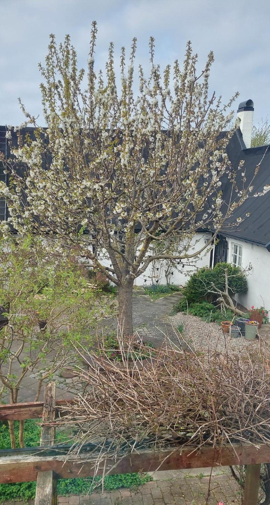 Bjerred B&B Bjarred Bagian luar foto